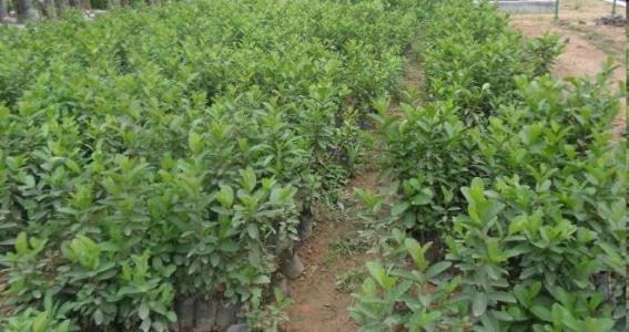 批發(fā)水果樹苗 大石榴樹苗 石榴當年苗 果園現(xiàn)挖現(xiàn)賣 好成活 石榴苗