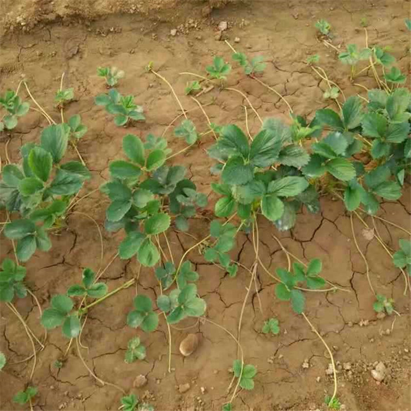 基地批發(fā)法蘭帝牛奶草莓苗四葉一心哪里有價格低成活率高