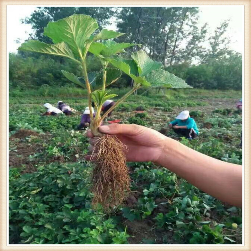 出售 圣誕紅草莓苗四季草莓 大棚采摘 露天栽培 出售圣誕紅草莓苗