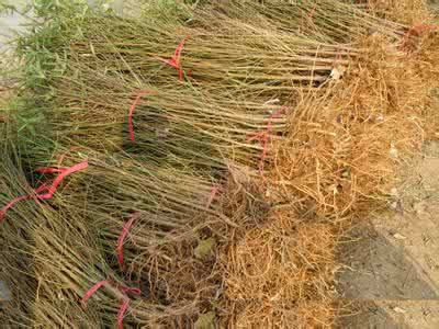 批發(fā)早熟桃樹樹苗 黃桃樹苗 五月紅桃樹苗 當(dāng)年結(jié)果 桃樹新品種