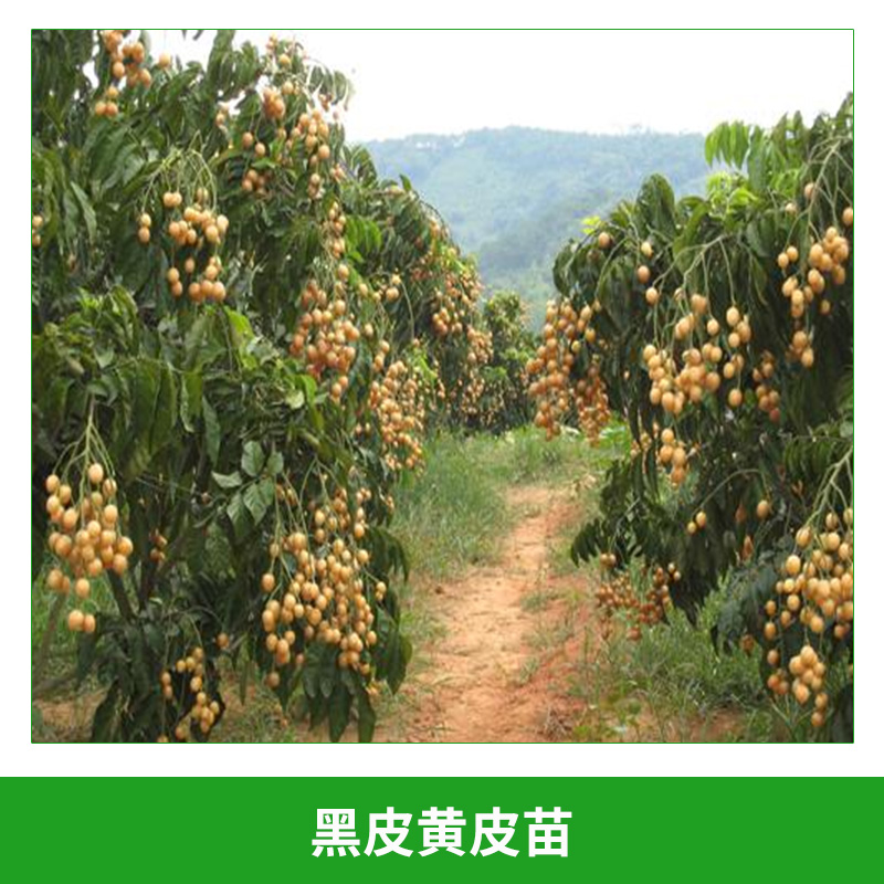 黑皮黃皮苗 香蜜黑皮黃皮苗 出世甜黃皮苗 果香甜好吃 南方果苗盆栽當(dāng)年結(jié)果 歡迎來電咨詢