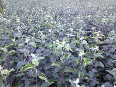 進口果樹苗木 蘋果樹苗 嫁接蘋果苗 當年結(jié)果苗新紅星蘋果樹苗