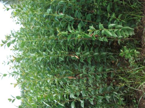 批發(fā)速生大葉女貞樹苗 大葉女貞小苗 占地苗綠化苗木