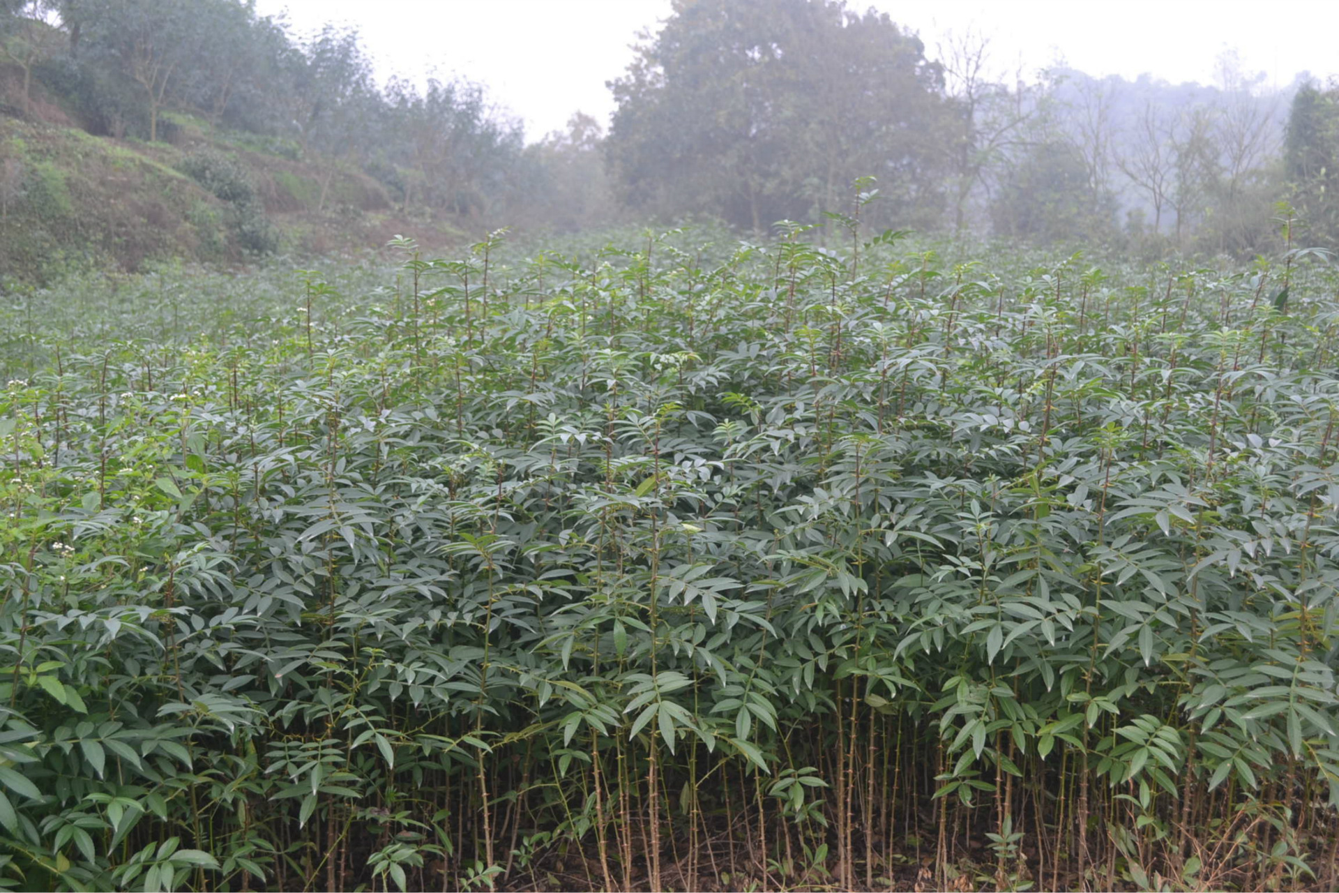 大紅袍花椒苗批發(fā)價格 鑫萱苗木花椒苗便宜出售