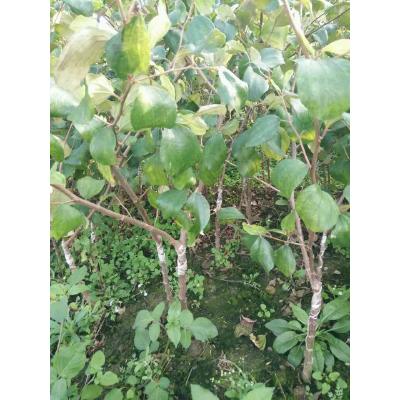青棗苗 青棗苗價格 優(yōu)質(zhì)青棗苗供應(yīng)商