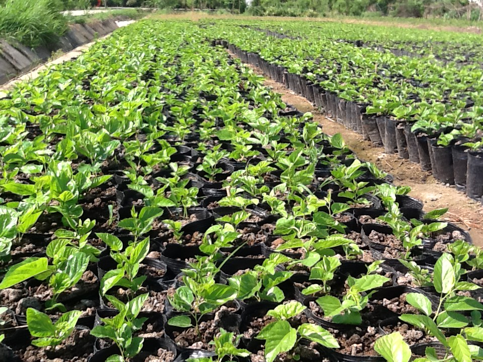 桑苗直銷廠家 哪里有果桑苗賣 桑苗供應(yīng)