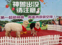 動(dòng)物表演租賃 山東動(dòng)物表演租賃 表演租賃找山東成誠 成誠動(dòng)物表演租賃