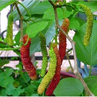 超長果桑 哪里有果桑苗賣 桑苗供應(yīng)