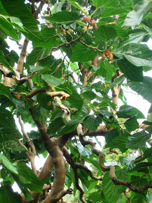 龍須桑 哪里有果桑苗賣 桑苗供應(yīng)