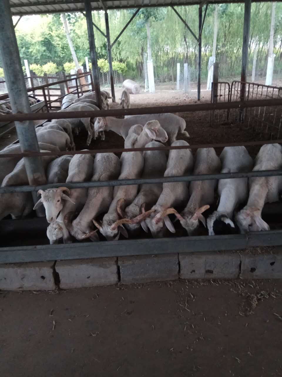 河北省綿羊養(yǎng)殖銷售    山羊養(yǎng)殖銷售