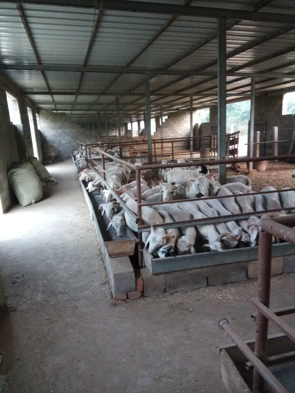 河北純種山羊出售    優(yōu)質(zhì)山羊銷售