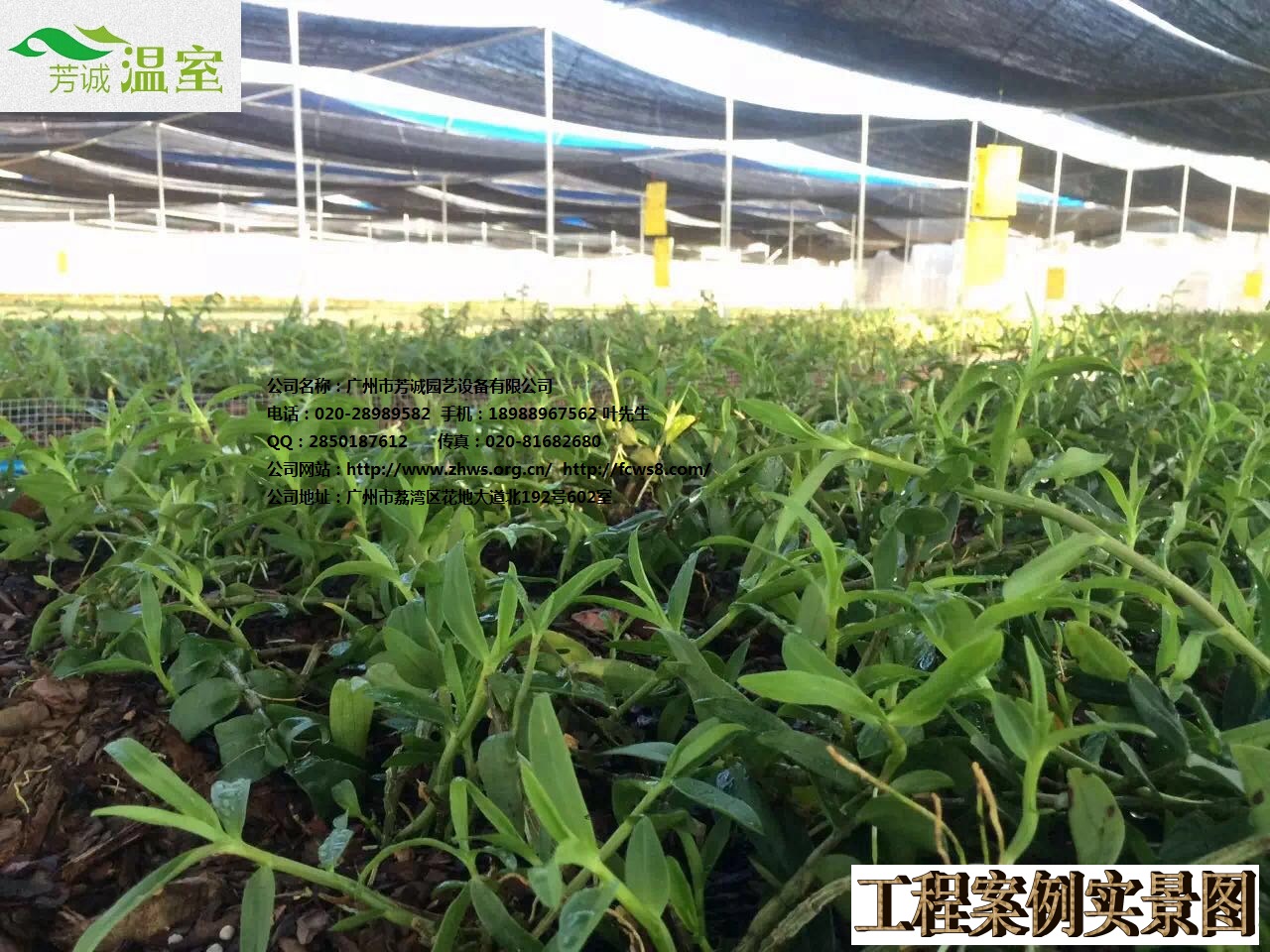 鐵皮石斛貯藏，建石斛大棚聯(lián)系芳誠，廣東大棚廠家。石斛大棚種植
