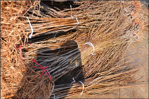 李子苗出售 三華李苗價格 李子苗出售