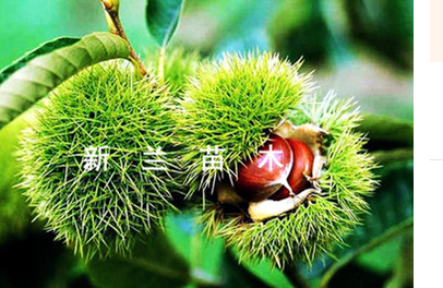 板栗苗  板栗苗 供應(yīng)商 板栗苗 廠家 板栗苗 批發(fā)