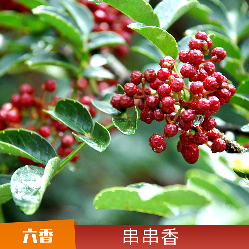 串串香制作 串串底料 牛油串串調(diào)料 串串香店* 歡迎來電咨詢