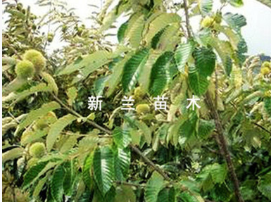 板栗苗  板栗苗 供應(yīng)商 板栗苗 廠家 板栗苗 批發(fā)