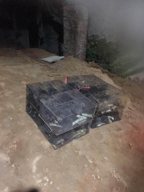 廣東*養(yǎng)殖 廣東*批發(fā) 廣東*