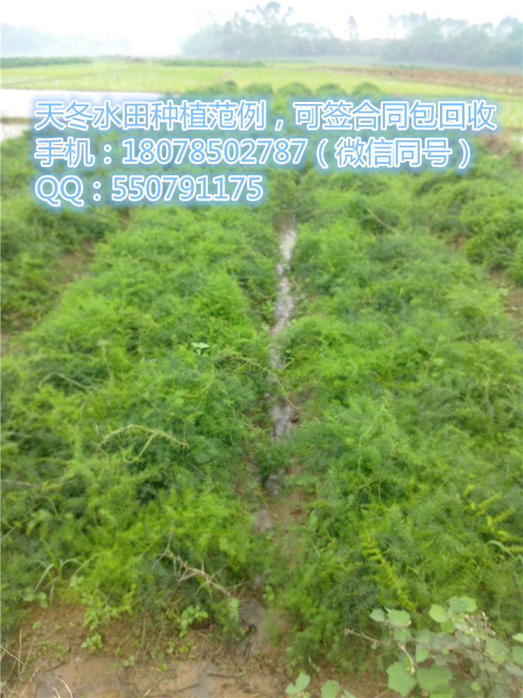 三代天冬種苗 3號(hào)天門冬種苗
