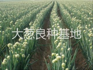 日本大蔥種子 日本鐵桿大蔥種子