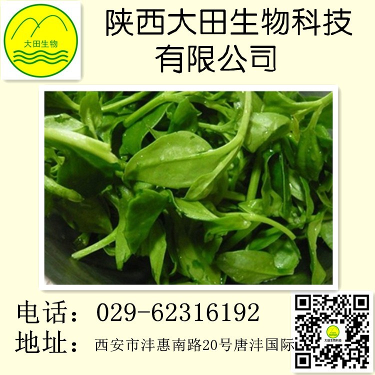 供應(yīng)穿心蓮提取物98% 具有清熱，消腫止痛，抑制其生長(zhǎng)等功效