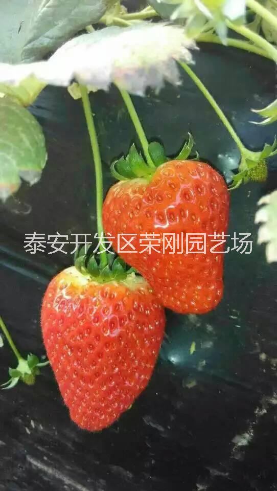 四季草莓苗