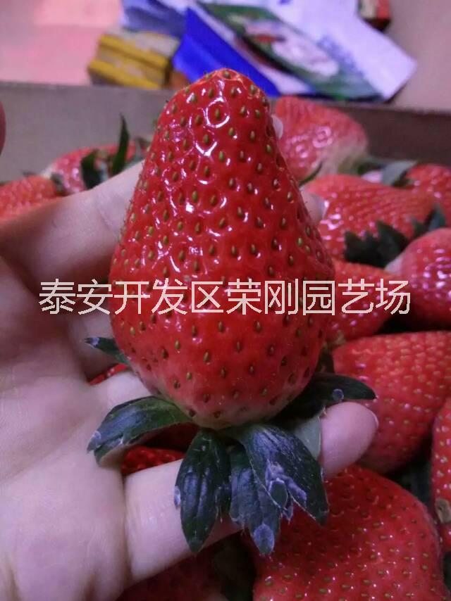 甜查理草莓苗