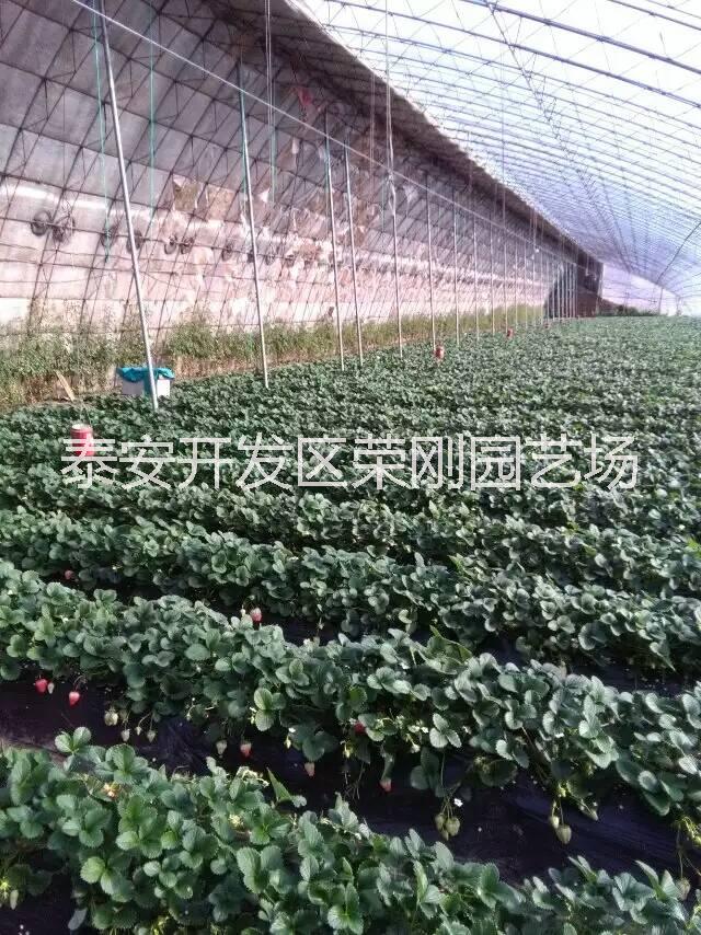 妙香七號(hào)草莓苗