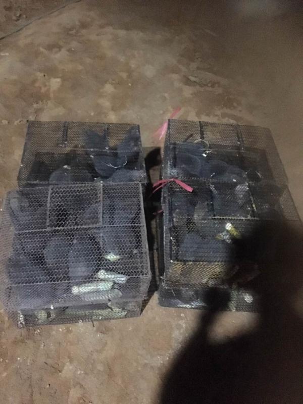 湛江*養(yǎng)殖 廣東*