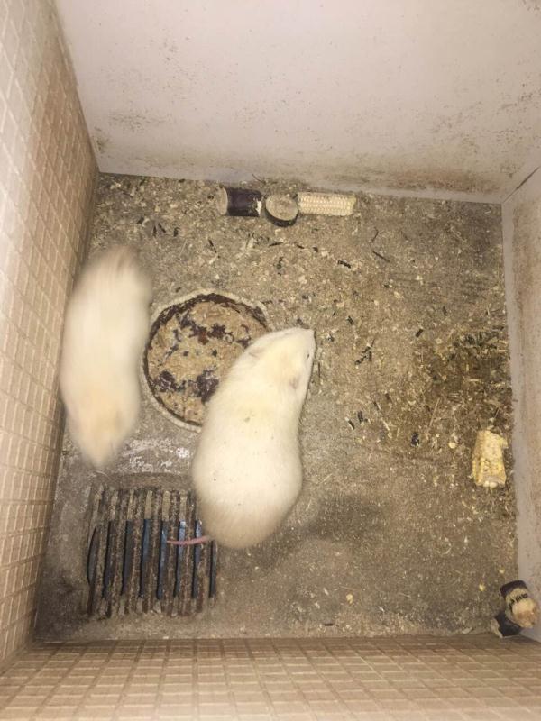 湛江* *養(yǎng)殖