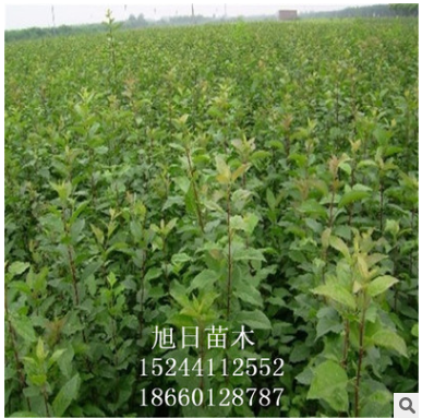批發(fā)李子苗 出售優(yōu)質(zhì)李子樹苗 品種齊全李子苗 大量現(xiàn)貨李子苗