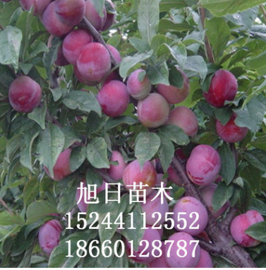 批發(fā)李子苗 出售優(yōu)質(zhì)李子樹苗 品種齊全李子苗 大量現(xiàn)貨李子苗