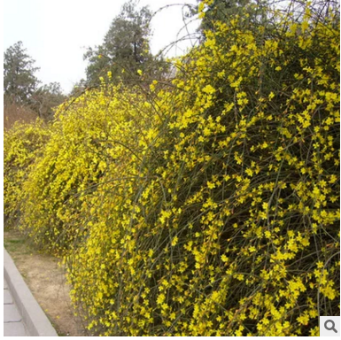 草坪 百慕大草卷 工程綠化苗