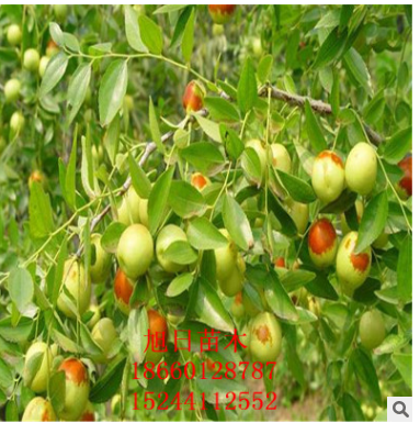 出售優(yōu)質(zhì)棗樹苗 *批發(fā)棗樹苗 價格低成活率高棗樹苗
