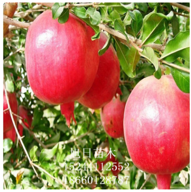 基地大量供應(yīng)優(yōu)質(zhì)櫻桃苗 車厘子櫻桃小苗 櫻桃小苗批發(fā)櫻桃苗 石榴樹