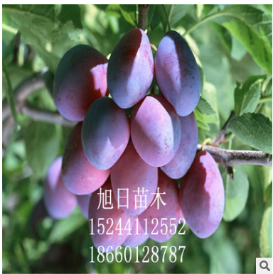 批發(fā)李子苗 出售優(yōu)質(zhì)李子樹苗 品種齊全李子苗 大量現(xiàn)貨李子苗