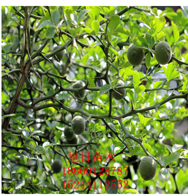 基地供應(yīng)藍(lán)莓苗 品種齊全藍(lán)莓苗 簽訂合同 品質(zhì)保證藍(lán)莓苗