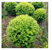 草坪 百慕大草卷 工程綠化苗 工程綠化竹 *球