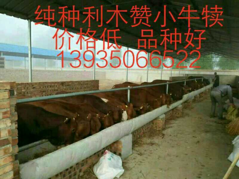 利木贊牛銷售 山西利木贊牛 利木贊牛批發(fā)價格 山西利木贊牛哪家