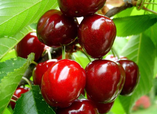 石家莊櫻桃苗鮑家灘櫻桃苗贊皇縣秦小英大櫻桃專業(yè)合作社