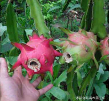 基地果樹苗直銷 火龍果樹苗 紅心火龍果苗 品種全 紅肉火龍果果樹