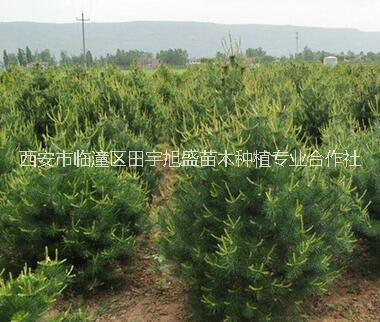 白皮松樹苗優(yōu)質(zhì)白皮松樹苗價格西安果樹苗木種植苗圃