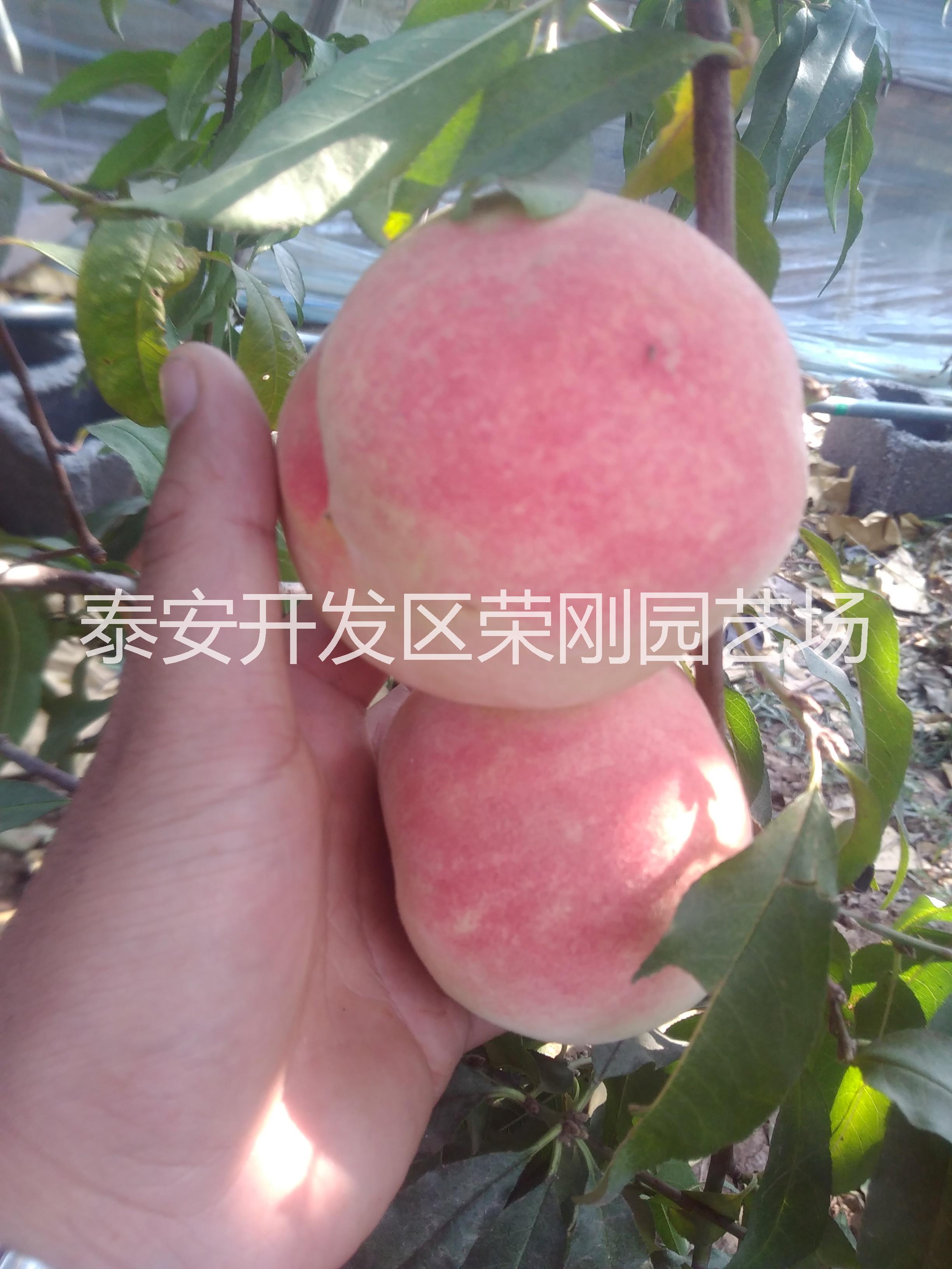 春雪桃樹苗