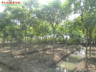 基地直銷麻棟樹苗 直銷綠化苗木 麻棟樹苗 供應(yīng) 麻棟樹苗