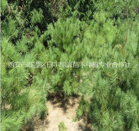 白皮松樹苗優(yōu)質(zhì)白皮松樹苗價格西安果樹苗木種植苗圃
