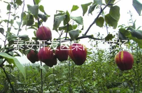 新品種梨樹苗