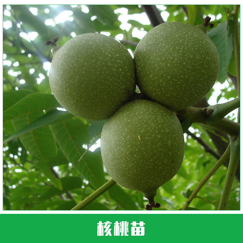 核桃苗栽培 果樹 果苗 薄殼 嫁接果樹 核桃樹苗嫁接苗 歡迎來電咨詢