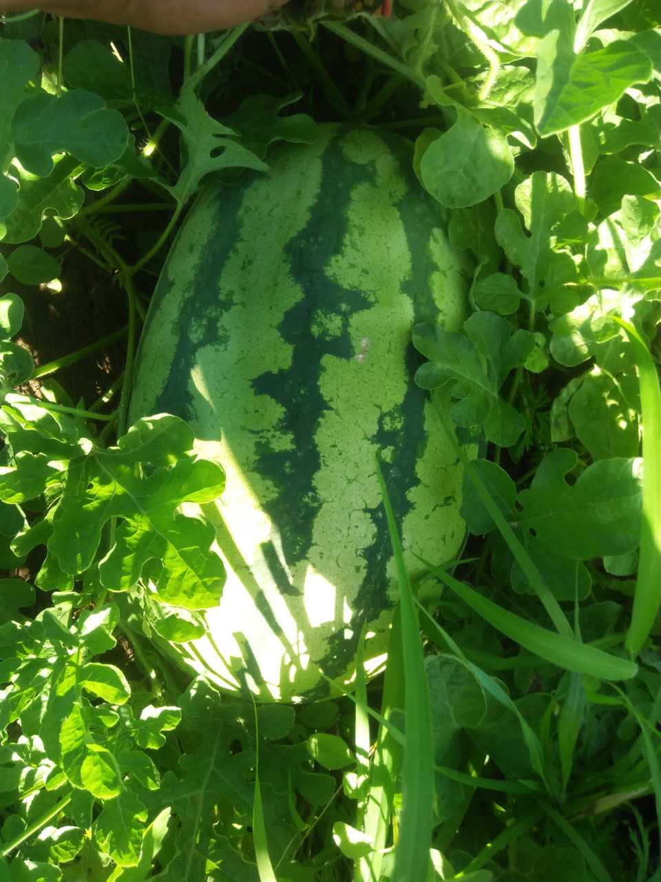 元寶山區(qū)西紅柿種植銷售   蔬菜種植銷售