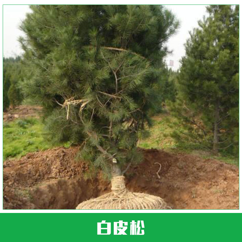 白皮松樹苗 優(yōu)質(zhì)白皮松 規(guī)格齊全 白皮松基地 量大優(yōu)惠 小苗批發(fā) 歡迎來電訂購