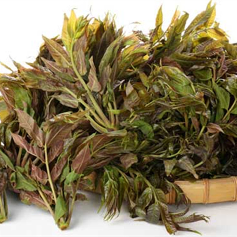 山東香椿苗供應(yīng)   山東優(yōu)質(zhì)香椿苗基地  山東香椿苗