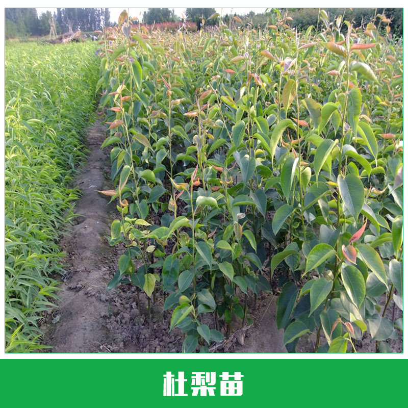 杜梨苗出售 杜梨小苗 梨樹成苗 高成活率嫁接梨樹 原生 優(yōu)質(zhì)樹苗 杜梨新品種 歡迎來電咨詢